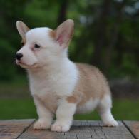 Kaylee Pembroke Welsh Corgi Puppy