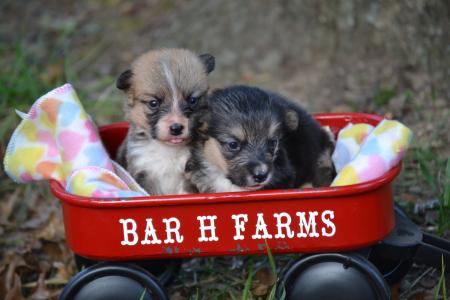 Bar H Farms pembroke welsh corgi girl puppies 