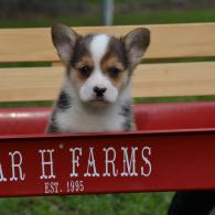 Kian Pembroke Welsh Corgi Puppy