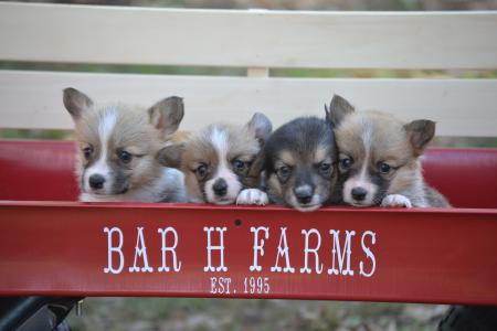 Female pembroke welsh corgi puppies Bar H Farms 