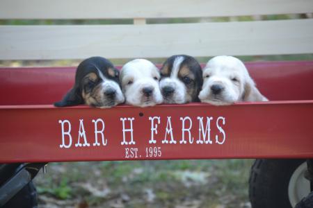 European Basset Puppies for adoption 