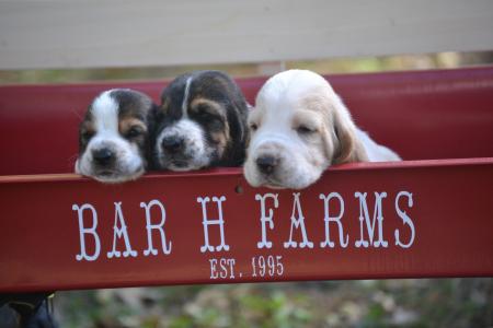 European Basset hound puppies for adoption 