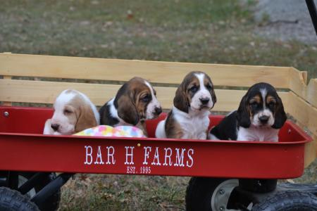Beautiful basset hound puppies in missouri bar h farms 
