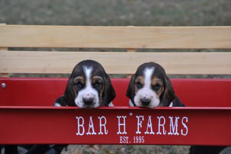 European basset hound puppies from bar h farms in missouri 