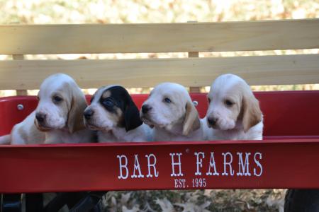 cute european basset hound puppies from bar h farms in missouri 