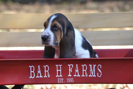 European basset hound male puppy from bar h farms in missouri champion bred 