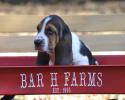 basset hound puppy in missouri