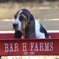 basset hound puppy in missouri
