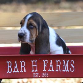 basset hound puppy in missouri