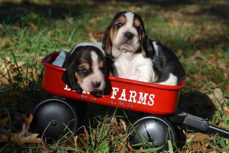 european basset hound puppies for sale from bar h farms in missouri 