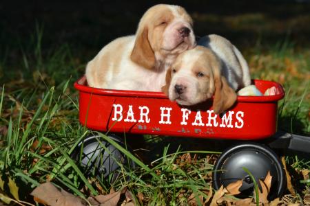 basset hound puppies available for adoption from bar h farms in missouri 