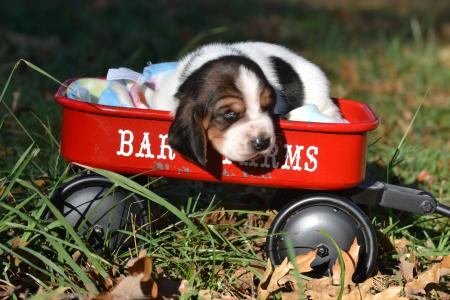 basset hound puppy for sale in missouri from bar h farms  