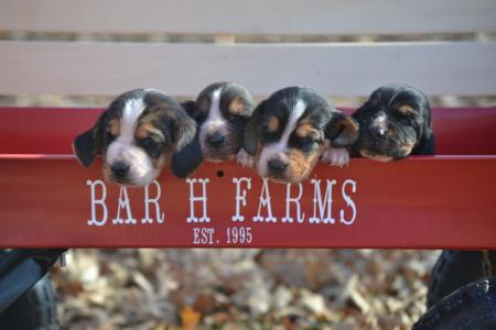 100% European Basset Hound litter 