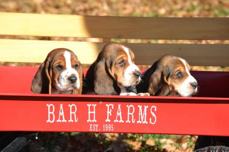 basset hound puppies available for adoption in missouri from bar h farms  