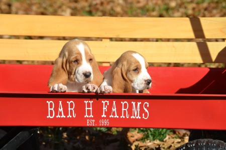 european basset hound puppies for sale in missouri from bar h farms  
