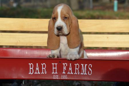 king basset hound puppy available for adoption from bar h farms in missouri  
