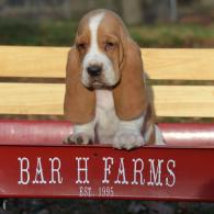 basset hound puppies for sale in missouri