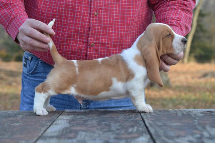 King shop basset hound
