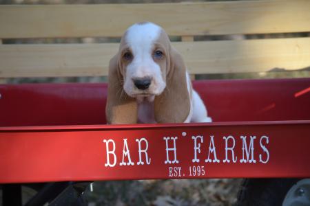 European Basset hound puppy from bar h farms in western missouri 