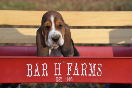 spade basset hound puppy for sale in missouri  