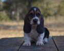 Champion bred european basset hound bred by bar h farms in missouri