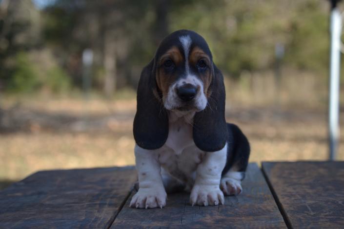 Champion bred european basset hound bred by bar h farms in missouri