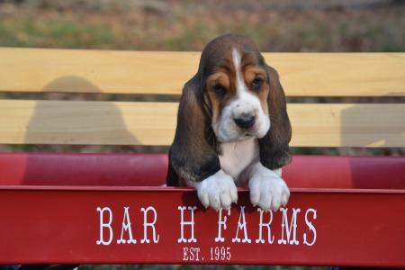 ace basset hound puppy for sale in missouri bar h farms  
