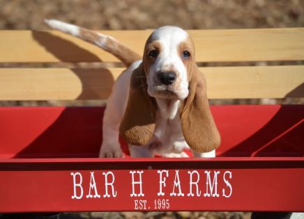 European basset hound puppy from bar h farms in missouri 