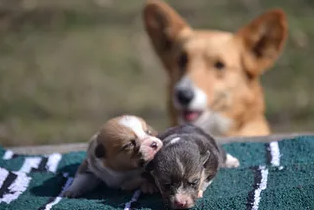 Male Corgi puppies  