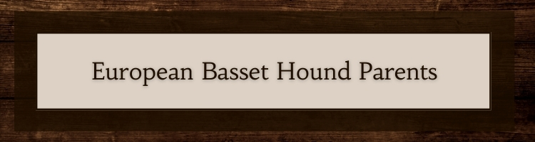 click here to explore our European Basset Hound parents