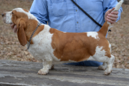 100% European Basset Hound female from Bar H Farms in Missouri 