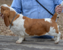 daisy 100% european basset hound female from bar h farms in missouri
