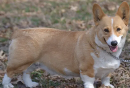 Marli AKC Pembroke Welsh Corgi Female 