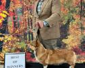 Gale corgi male shown by handler Landon Hutchison