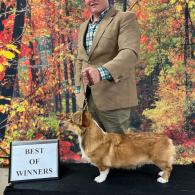 Gale Pembroke Welsh Corgi