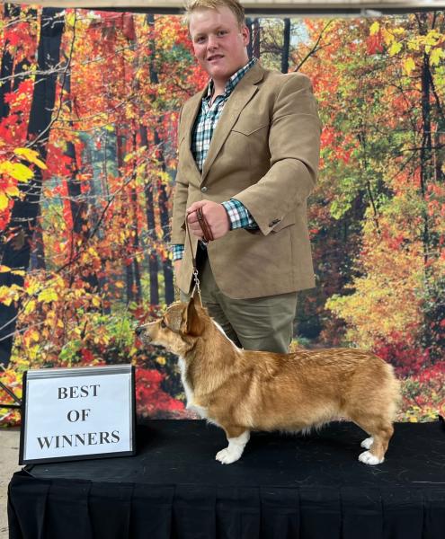 Gale corgi male shown by handler Landon Hutchison