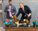 Ellie earning her puppy titles and puppy wins under esteemed judge Jaoa Machado