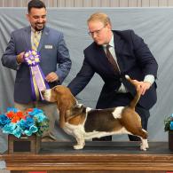 Ellie european basset hound female