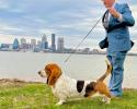 Tandem AKC Grand in Champion male having a fun photoshoot in Louisville, KY. Professionally handled by Landon Hutchison