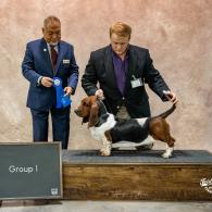 Indy European Basset Hound Female