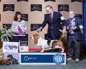 Tandem AKC Grand Champion European Basset Hound male, finishing his Championship at the Kentuckiana Basset Hound Specialty under breeder judge Marian (MiMi0 Tysseling