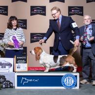 Tandem Grand Champion European Basset Hound male