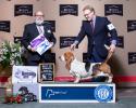 Tandem AKC Grand Champion european basset hound male taking his last major under honorable basset hound judge Bryan Martin, presented by professional handler Landon Hutchison
