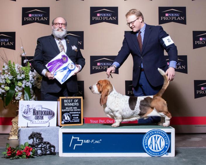 Tandem AKC Grand Champion european basset hound male taking his last major under honorable basset hound judge Bryan Martin, presented by professional handler Landon Hutchison