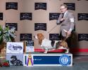 Tandem AKC Grand Champion European Basset Hound male taking BOB under judge Thomas Nesbitt with professional handler Landon Hutchison