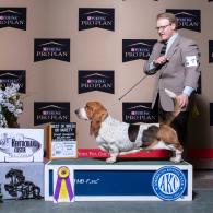 Tandem AKC Grand Champion European Basset Hound male