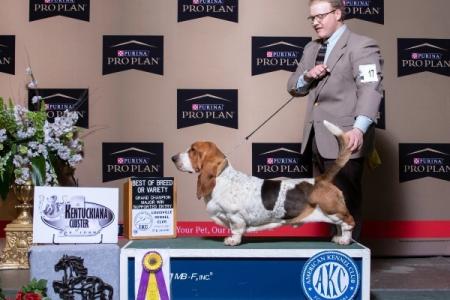 Tandem AKC Grand Champion European Basset Hound Male from bar h farms in missouri 