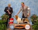 Tandem finishing his AKC Grand Championship with Best of Opposite for a 5 pt major from Mr. Dennis Gallant. Shown by professional handler Landon Hutchison