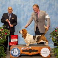 Tandem AKC Grand Champion European Basset Hound male