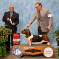 Indy AKC Champion European Basset Hound Female